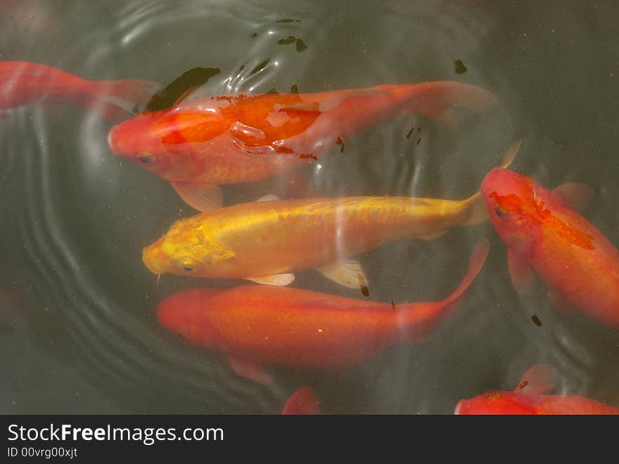 Animal  Fish Koi Gold  Yamabuki  Ogon
Asia China. Animal  Fish Koi Gold  Yamabuki  Ogon
Asia China