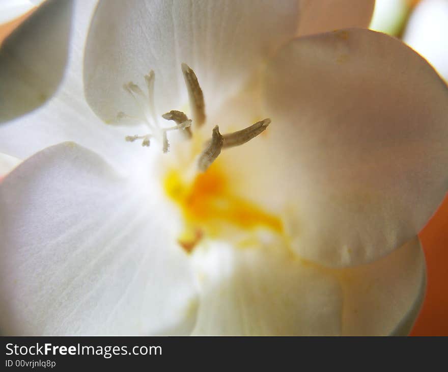 Macro of a white flower. Macro of a white flower