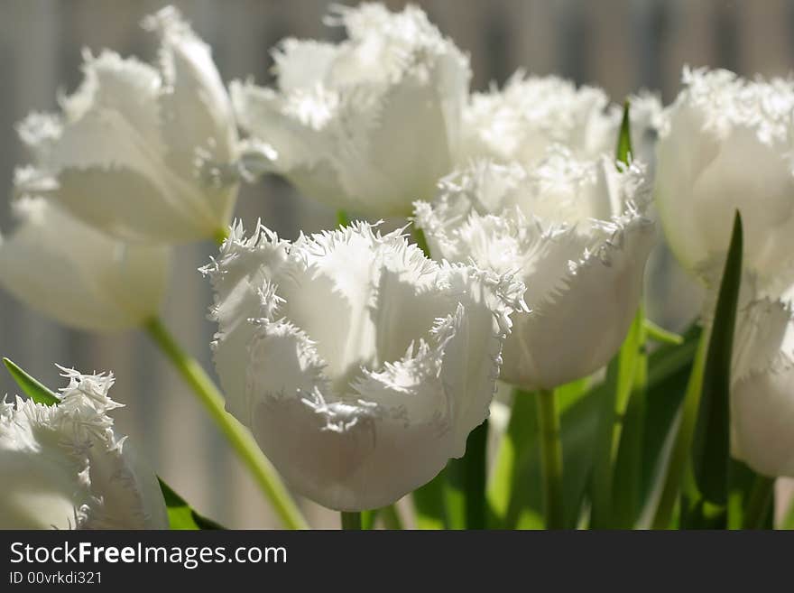 White tulips