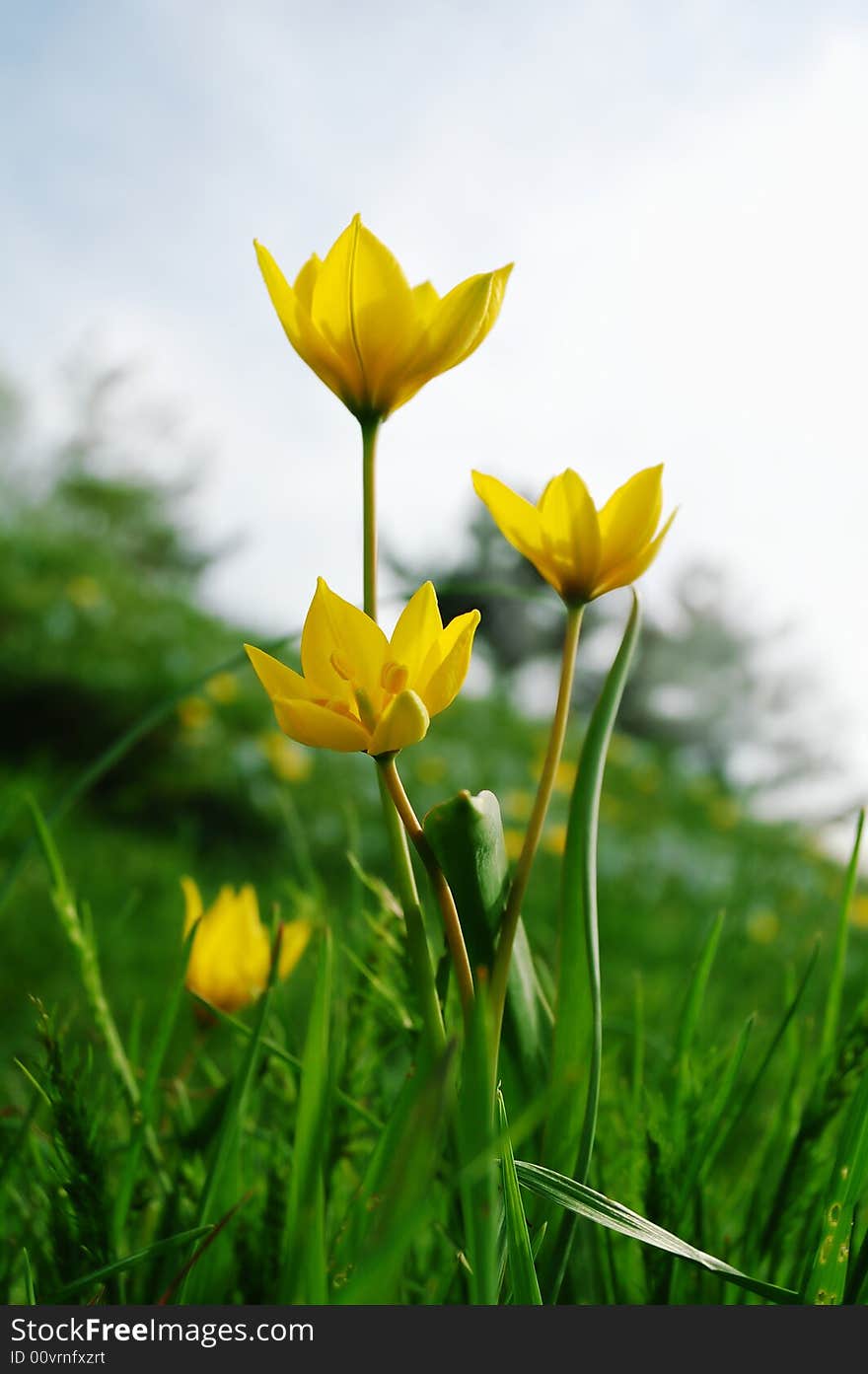 Yellow flowers