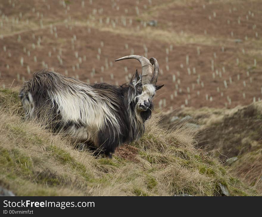 Goat on a hillside in the Borders Region of southern Scotland