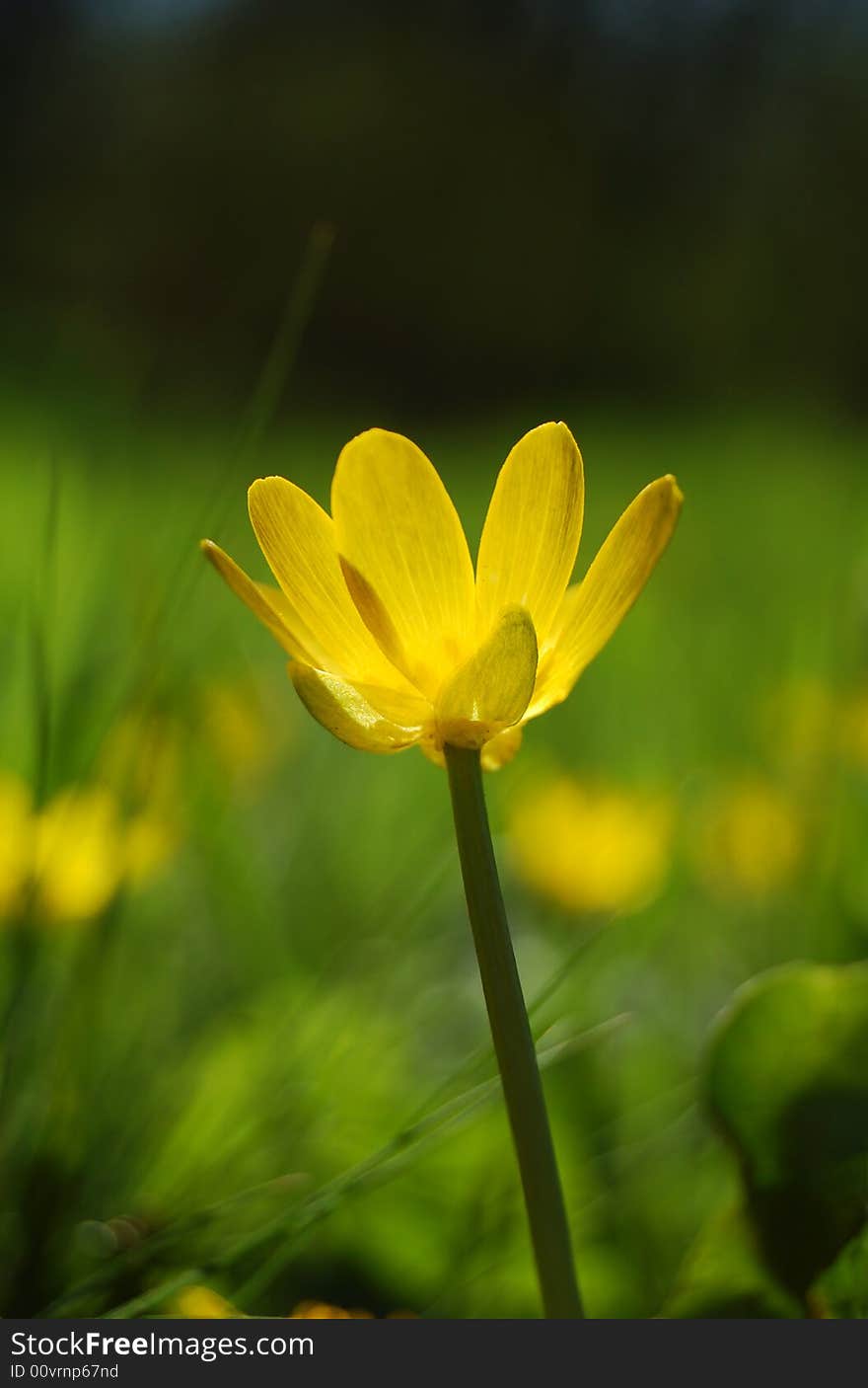 Beautiful yellow flower on the green