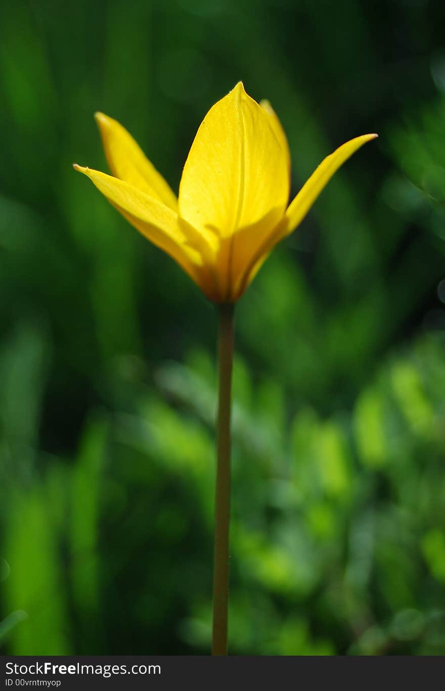 Beautiful yellow flower on the green