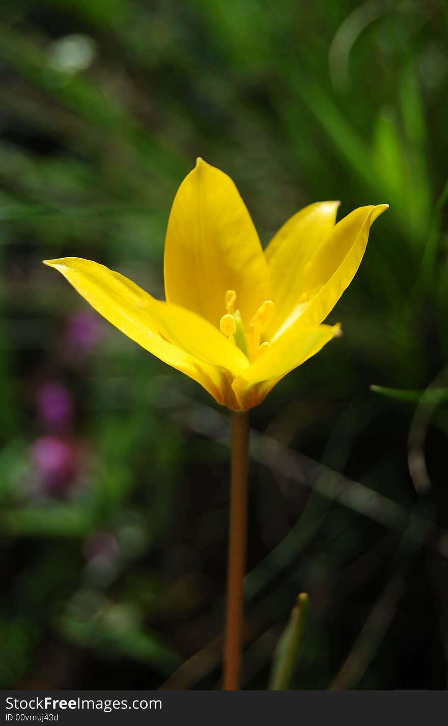 Beautiful yellow flower on the green