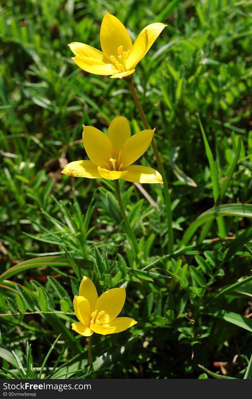 Yellow flowers