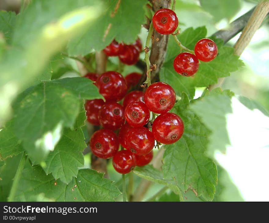 Red currant (close) on tree