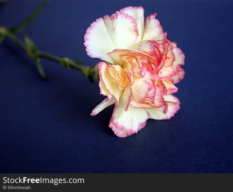 Pink flower of a carnation close up. Pink flower of a carnation close up.