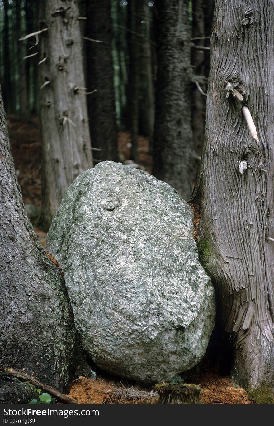 Two tress corner this unsuspecting rock. Two tress corner this unsuspecting rock