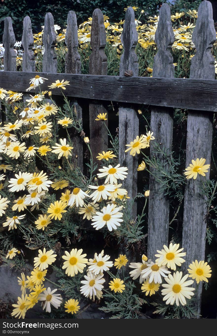 This field of wild flowers grows through a fence. This field of wild flowers grows through a fence.