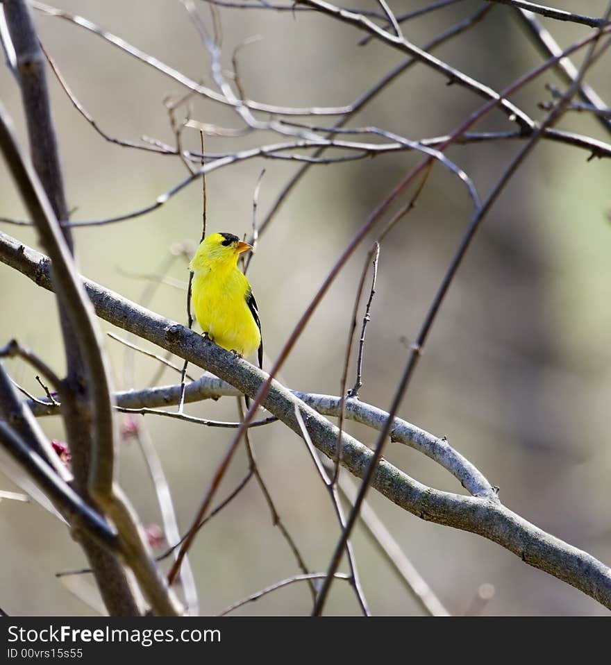 Goldfinch