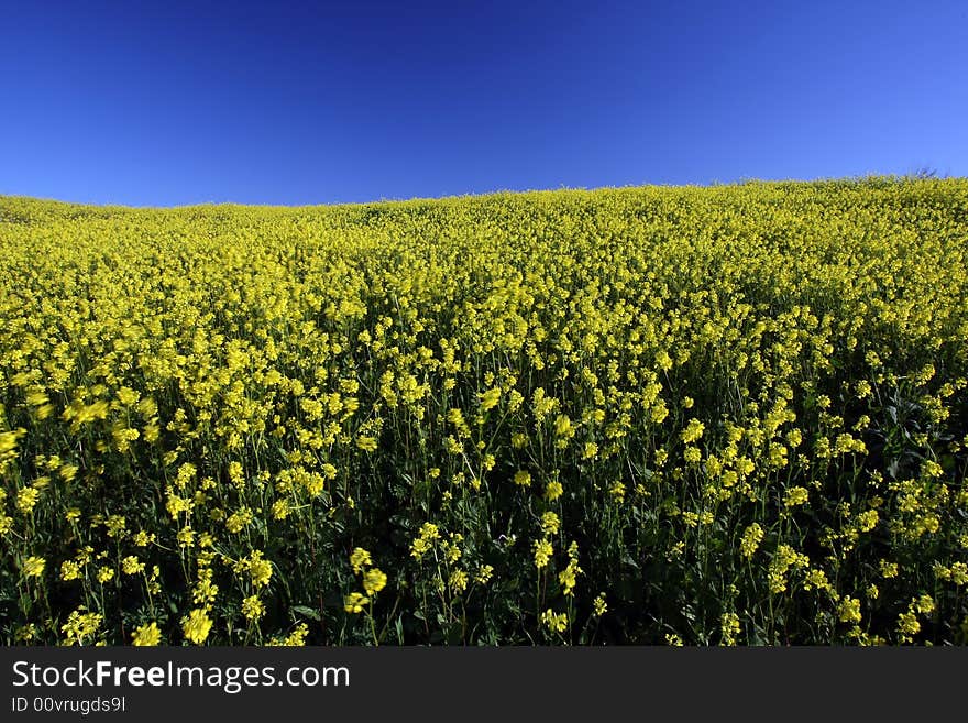 Yellow field flowers and a blue sky. Yellow field flowers and a blue sky