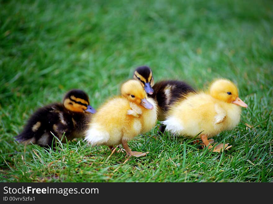 Young ducklings finding their way aroud