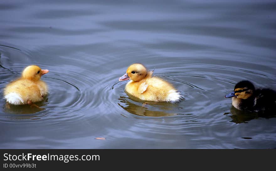 Young ducklings having a swim