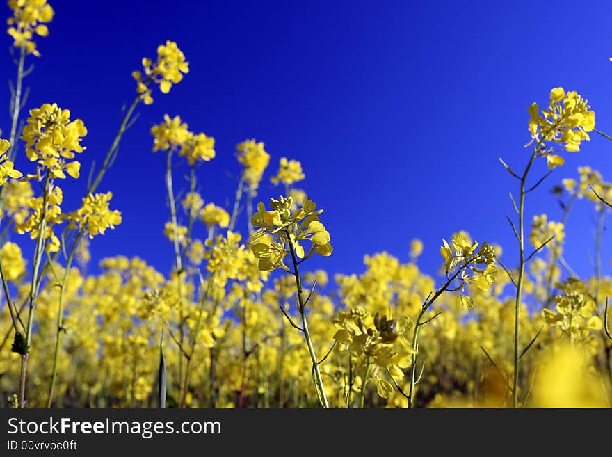 Yellow field flowers and a blue sky. Yellow field flowers and a blue sky