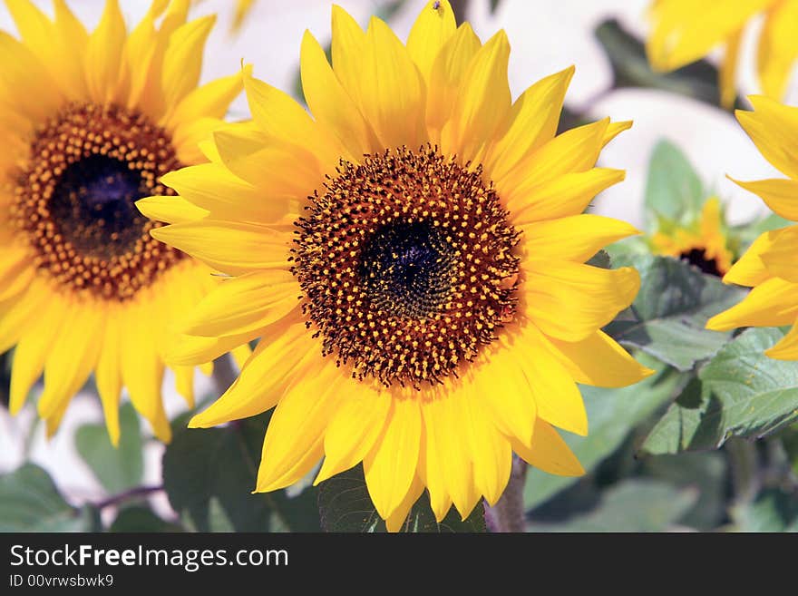 Sunflower at a botanical garden