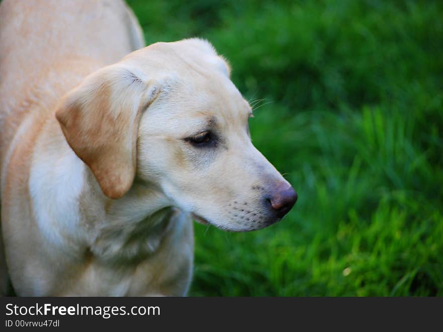 Cute young labrador retriever puppy. Cute young labrador retriever puppy