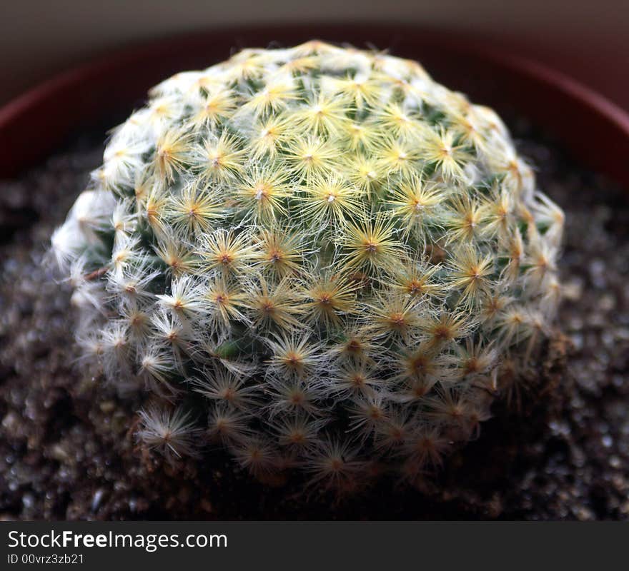 A small cactus in the morning light