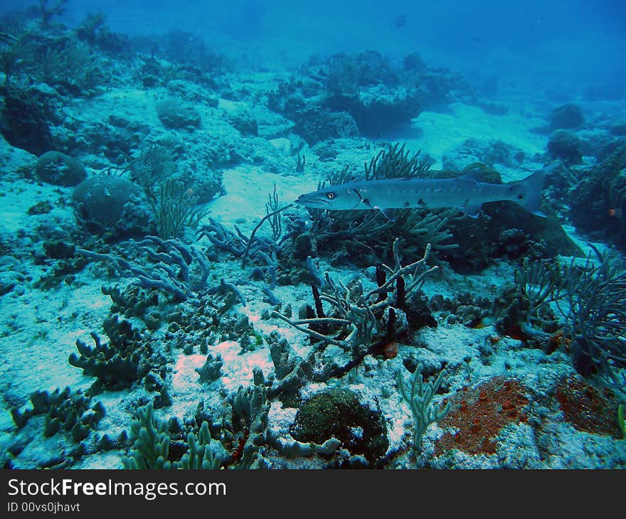 A great barracuda in cozumel