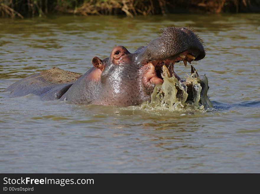 Hippopotamus playing with water