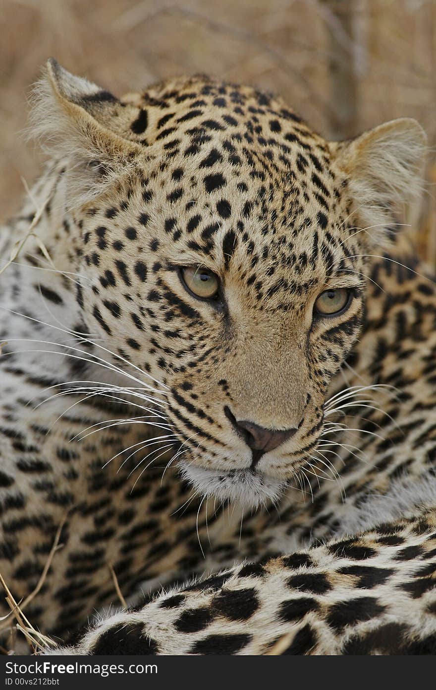 Leopard on guard and trust not situation, left ear in flat position. Leopard on guard and trust not situation, left ear in flat position