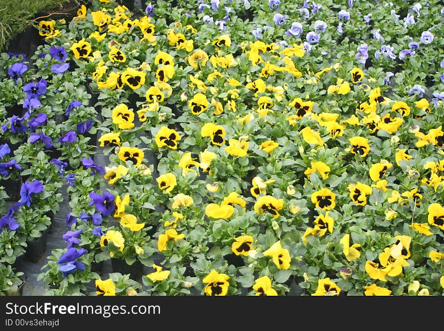 Flower bed made up of blue and yellow pansies