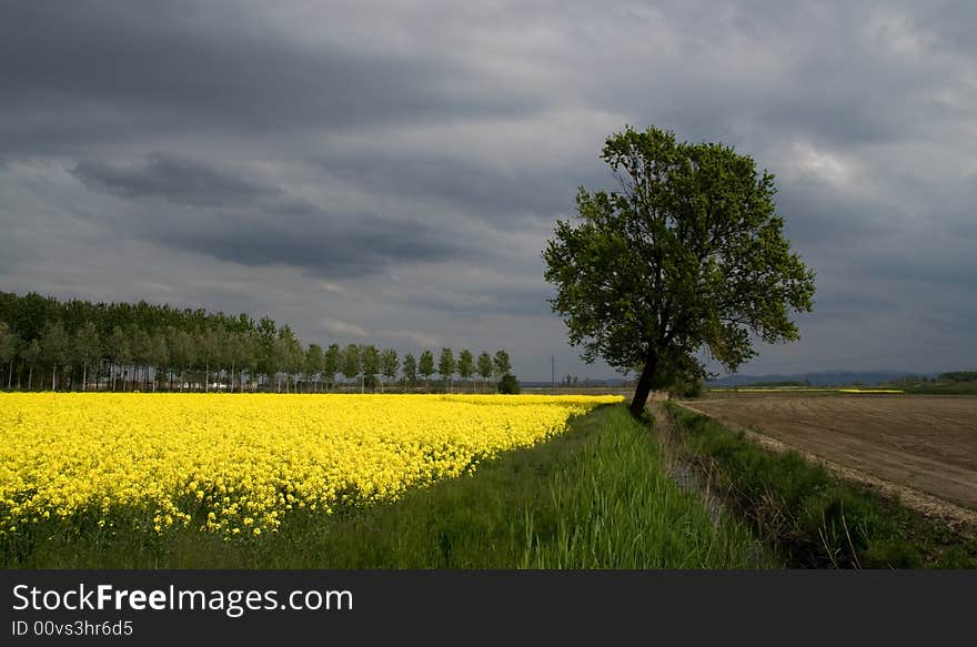 Spring fields before the storm. Spring fields before the storm