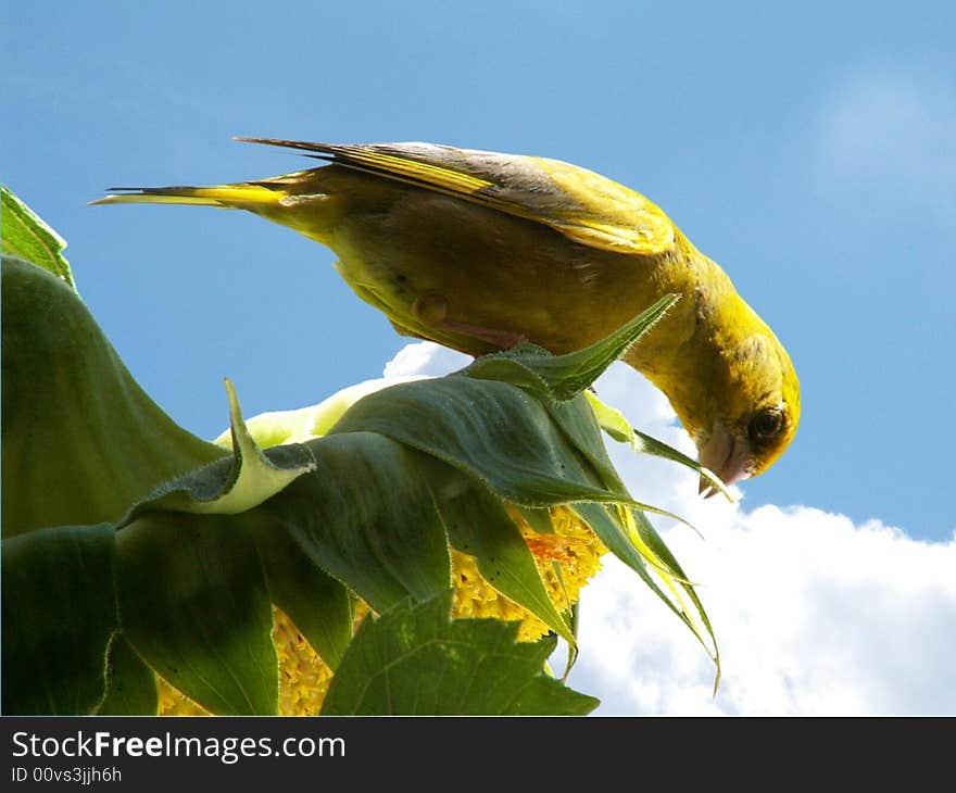 Bird on sunflower