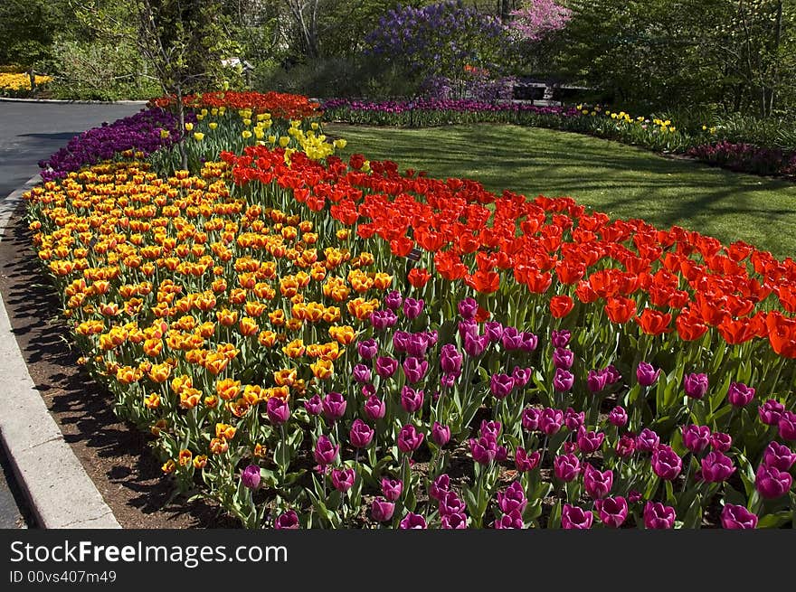 Red and yellow tulips in the sun. Red and yellow tulips in the sun