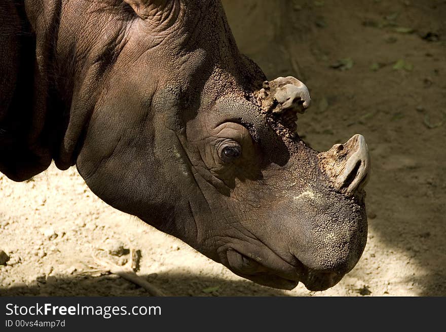 Rhino face