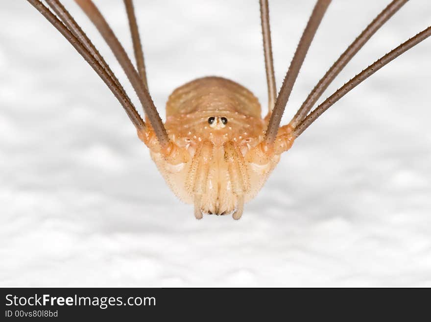 Very close macro of a daddy longlegs sitting on a white wall