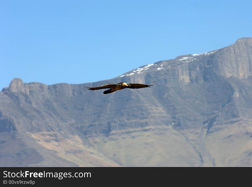 Adult Bearded Vulture, South Africa