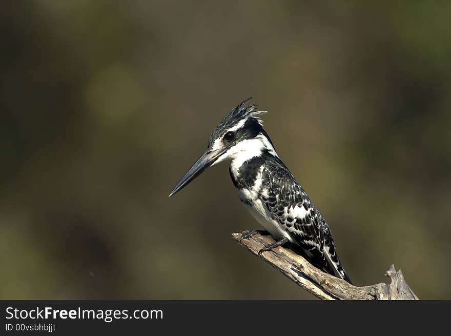 Pied Kingfisher