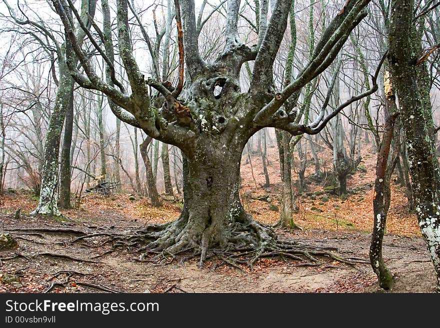 Ukraine, Crimea, old beech, spring, cloudy, dampness and a rain. Ukraine, Crimea, old beech, spring, cloudy, dampness and a rain.