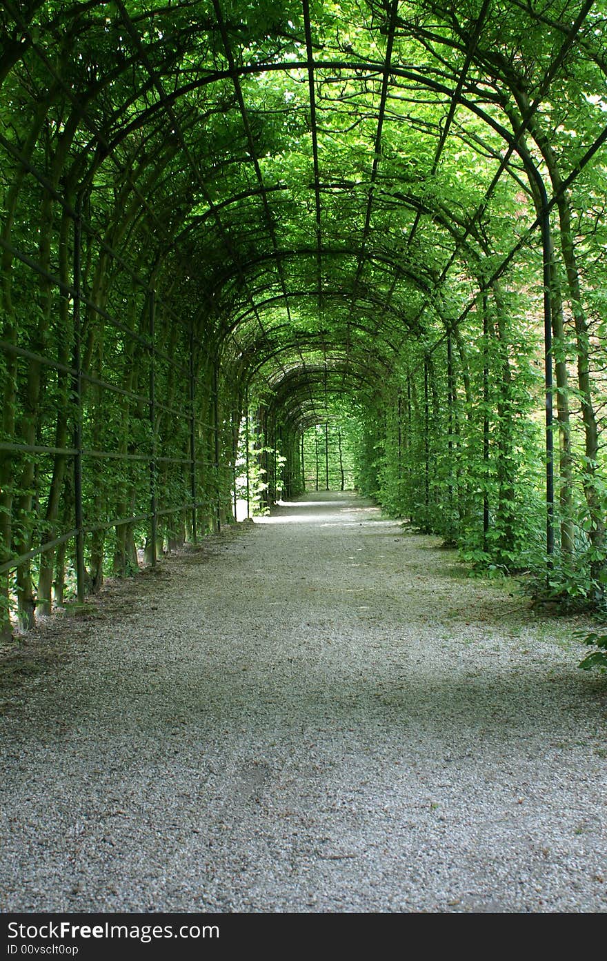 Plants In A Arch