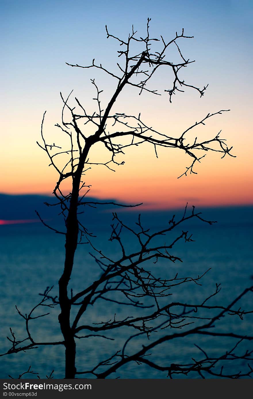 A lonely tree near the sea on sunset. A lonely tree near the sea on sunset.