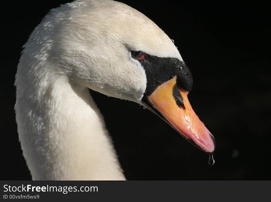 Mute swan close up