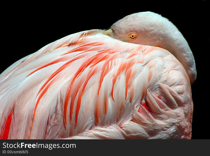 Tropical pink flamingo with beautiful vibrant feathers