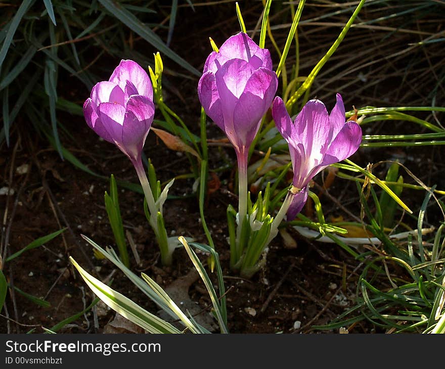 Three Blooming Purple Crocus Flowers