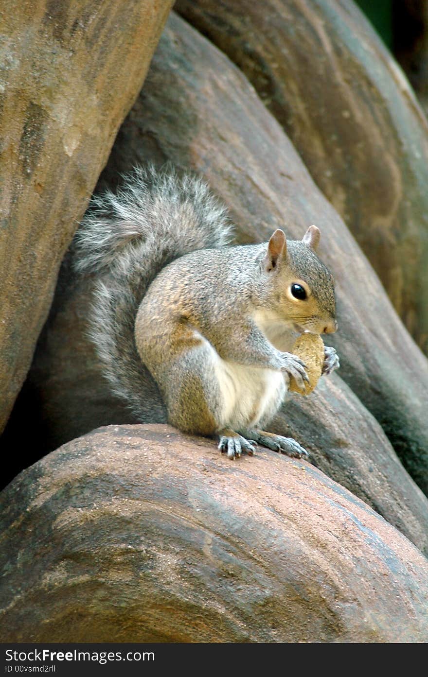 Cute squirrel eats nut on log. Cute squirrel eats nut on log