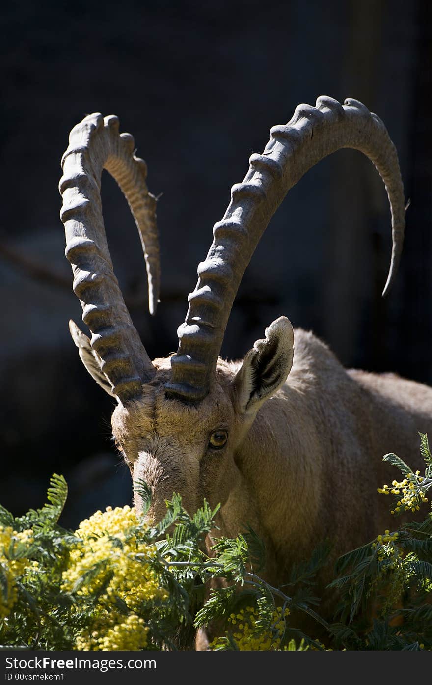 Ibex eating