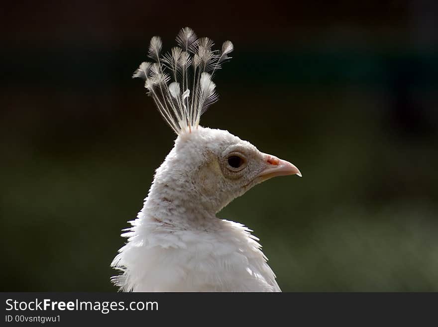 Peafowl head