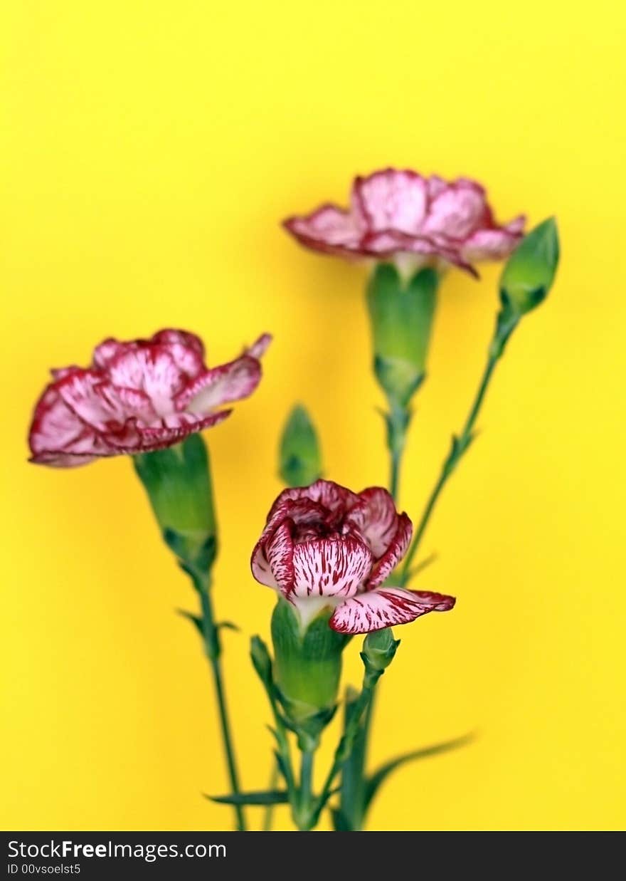 Three striped carnations in a yellow background