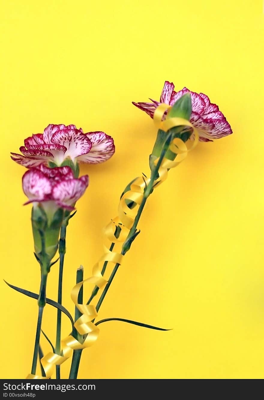 Three striped carnations in a yellow background