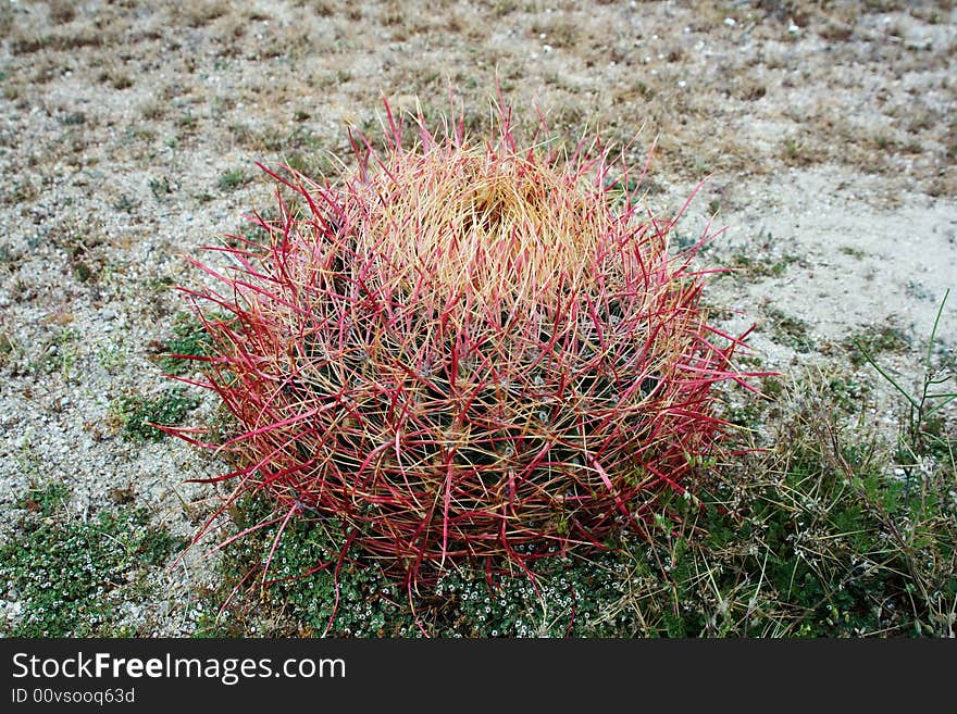 Barrel cactus, Joshua Tree National Park, California