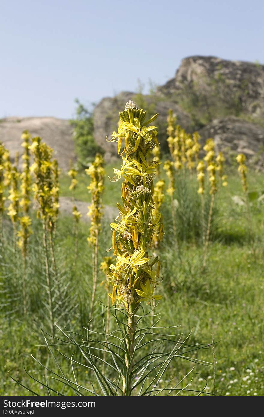 Yellow Flower