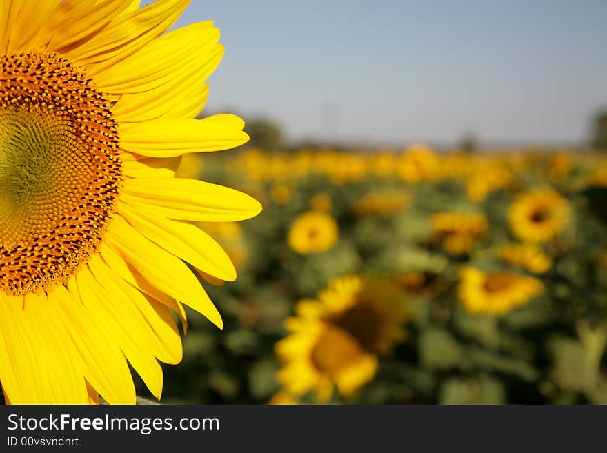 A sunflower in a field of sunflowers. A sunflower in a field of sunflowers