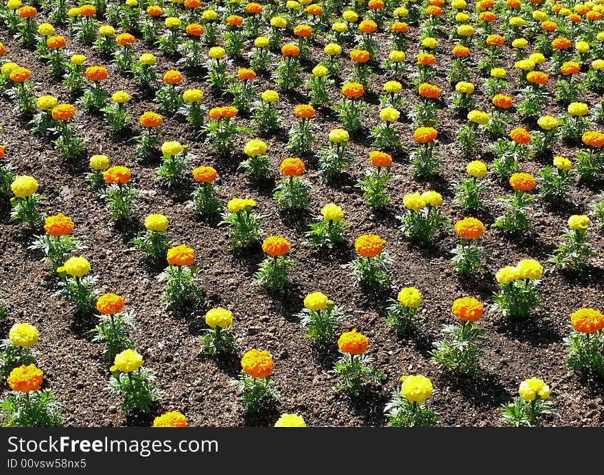 Colorful flower bed