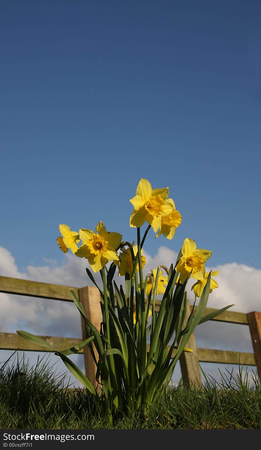 Daffodils