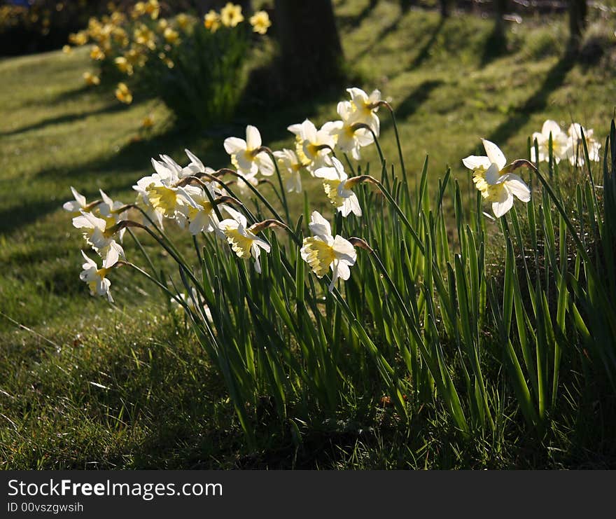 Evening sun on daffodils