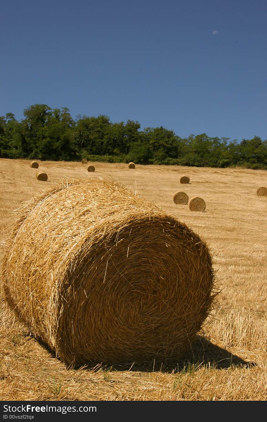 Autumn Bales